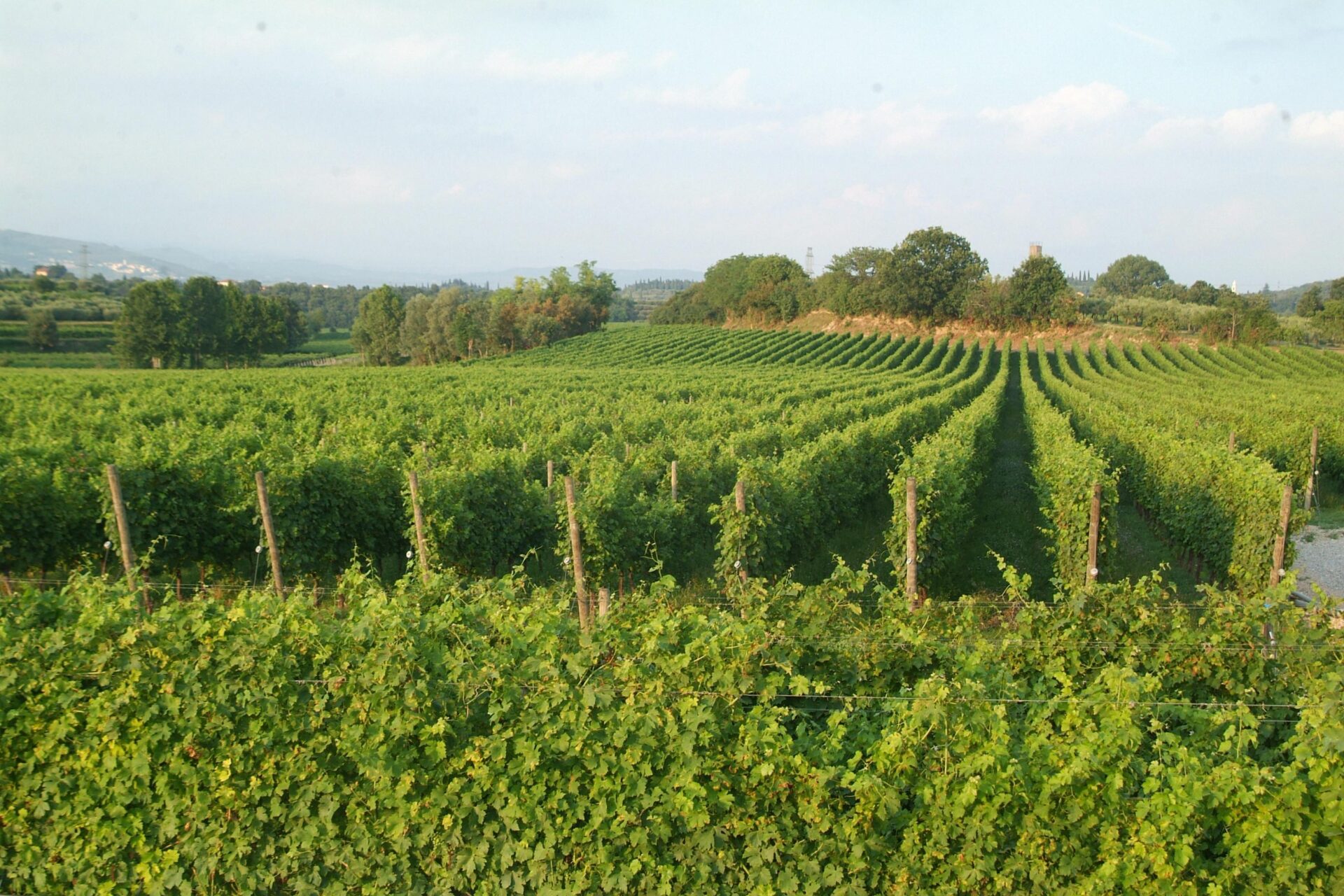 Conviviale da Masi Tenuta Canova